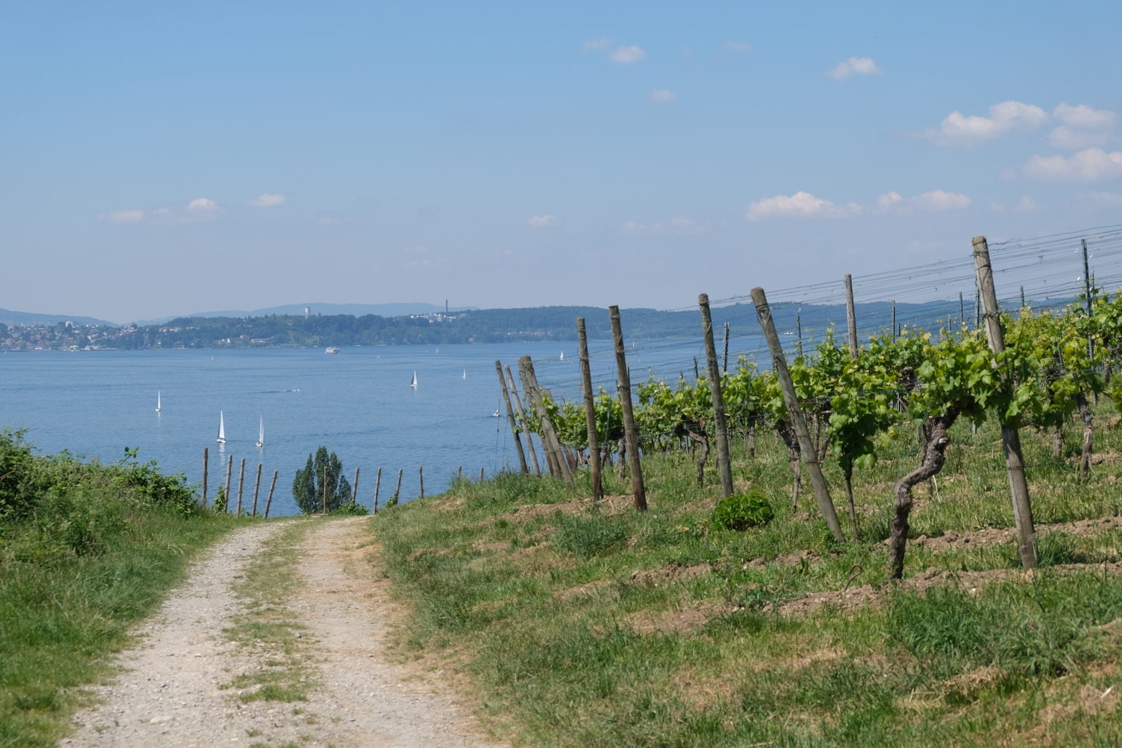 Winemaking Vineyard
